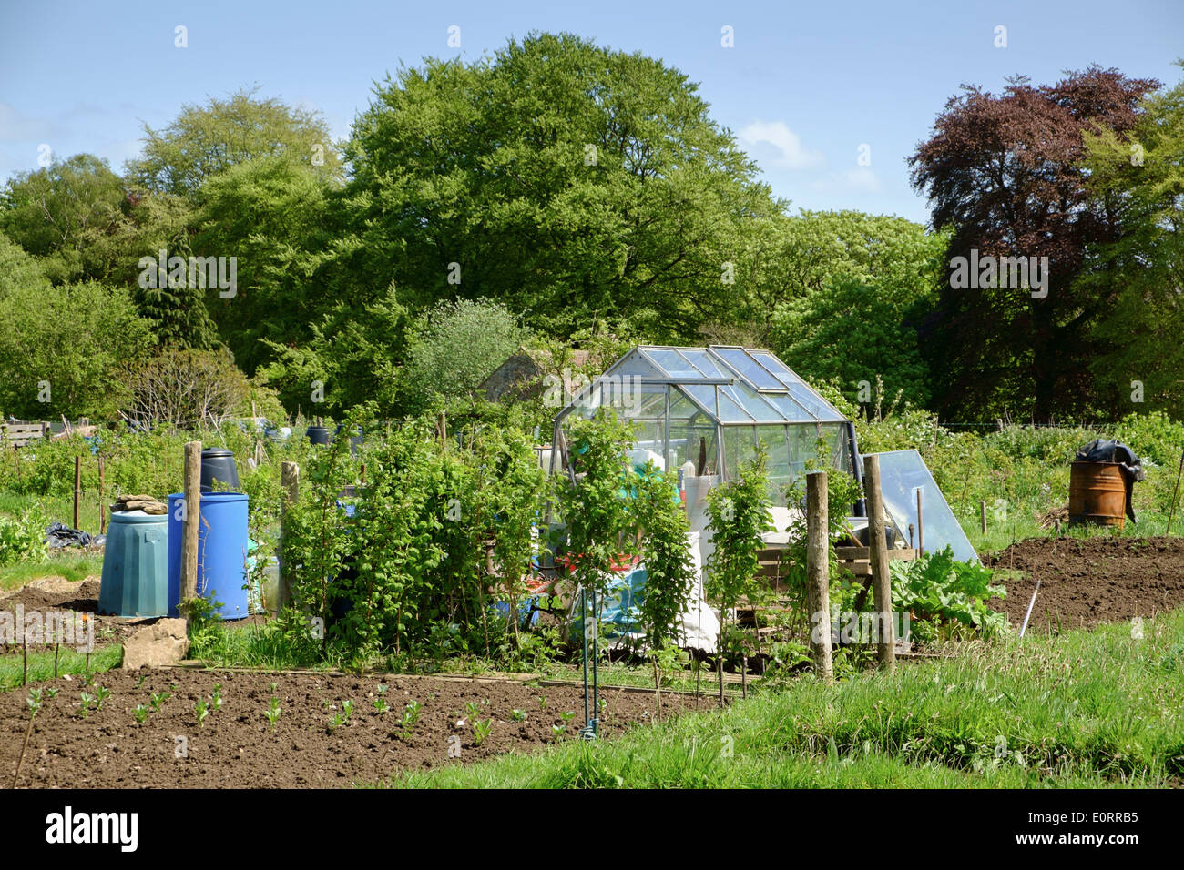 Assegnazioni in Inghilterra, Regno Unito con la serra, ripartire e giardinaggio appezzamenti per la coltivazione di ortaggi Foto Stock