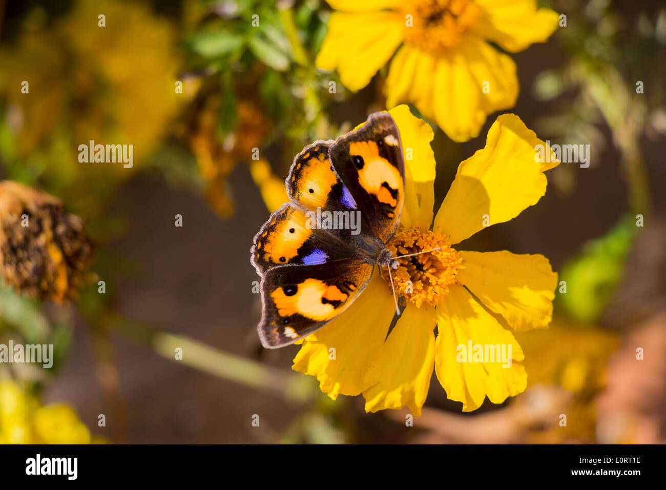 Giallo e Marrone Butterly con contrassegni di colore viola sul fiore giallo Foto Stock