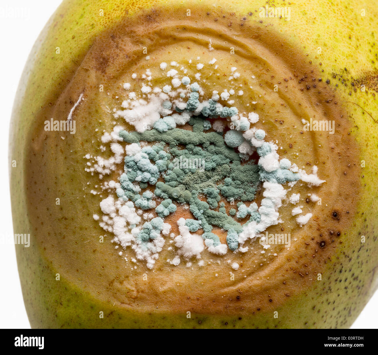 Verde e bianco dello stampo di fungo che cresce su un marciume pera Foto Stock