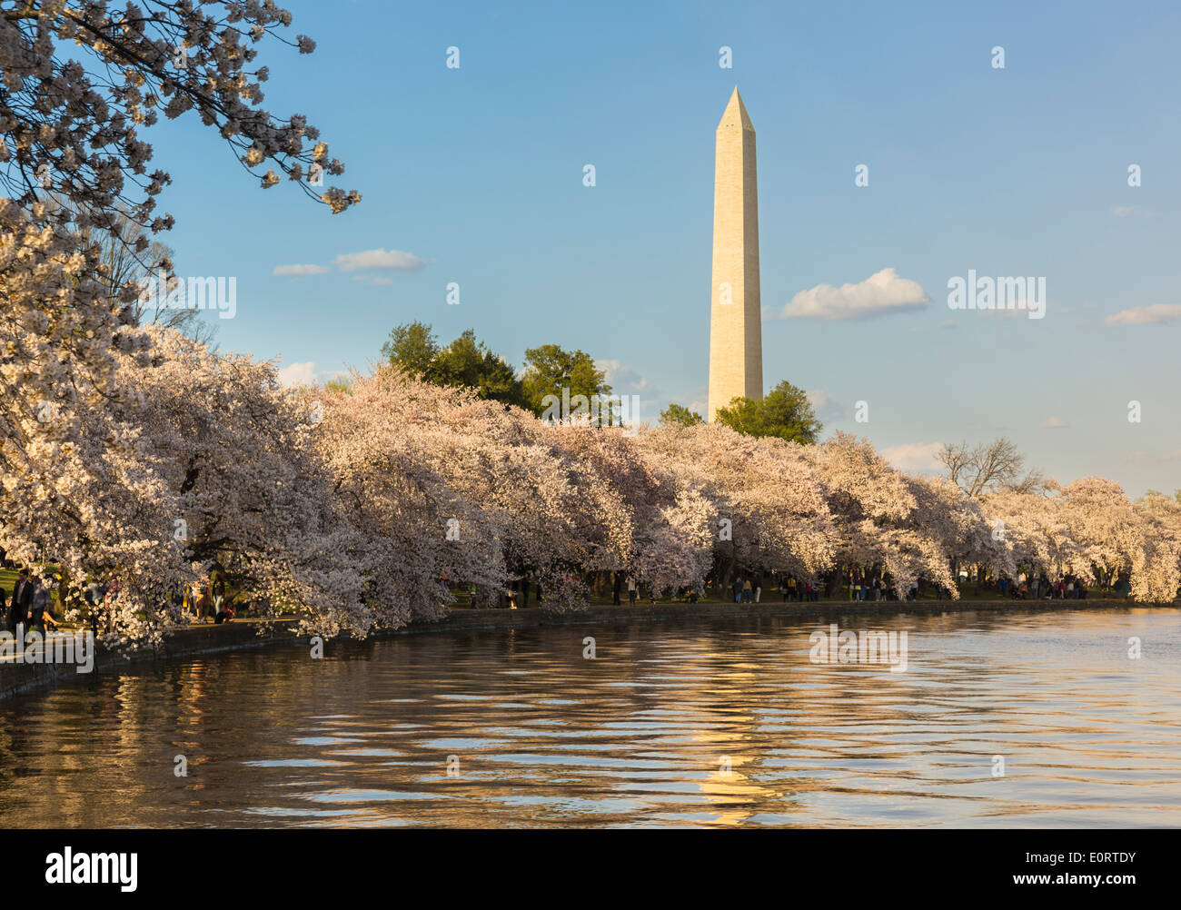 La fioritura dei ciliegi e il Monumento a Washington in primavera, Washington DC, USA durante il Cherry Blossom Festival Foto Stock