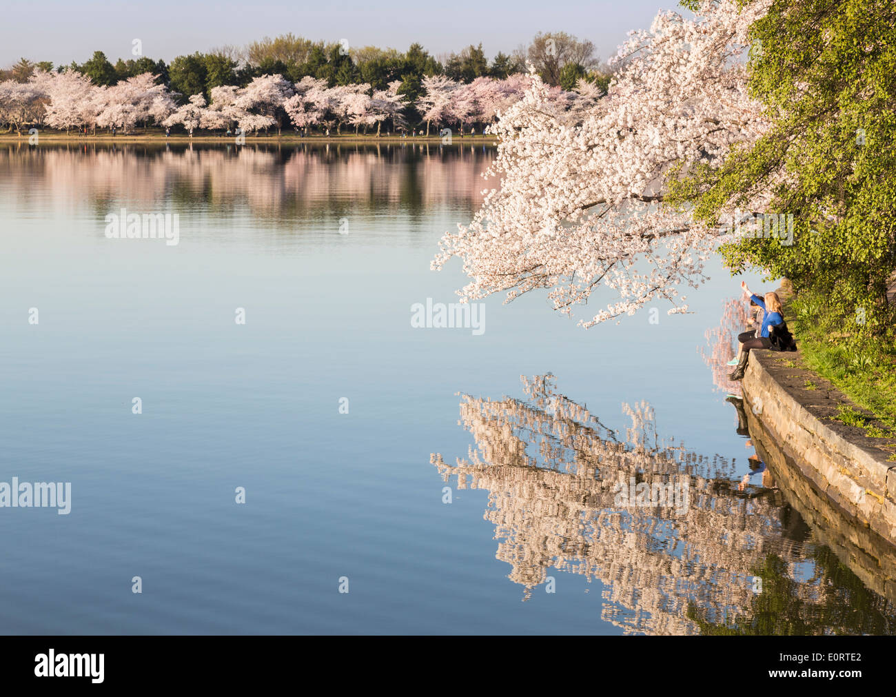 Washington DC, Tidal Basin, STATI UNITI D'AMERICA - durante il Cherry Blossom Festival come un giovane si rilassa Foto Stock
