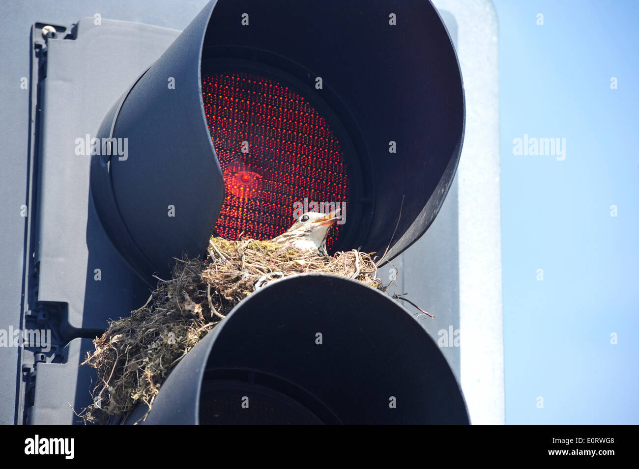 Leicester, Regno Unito. 19 Maggio, 2014. Un Tordo rende home in una serie di semafori in corrispondenza di una giunzione di occupato nella città di Leicester. Credito: ANDRYPHOT/Alamy Live News Foto Stock