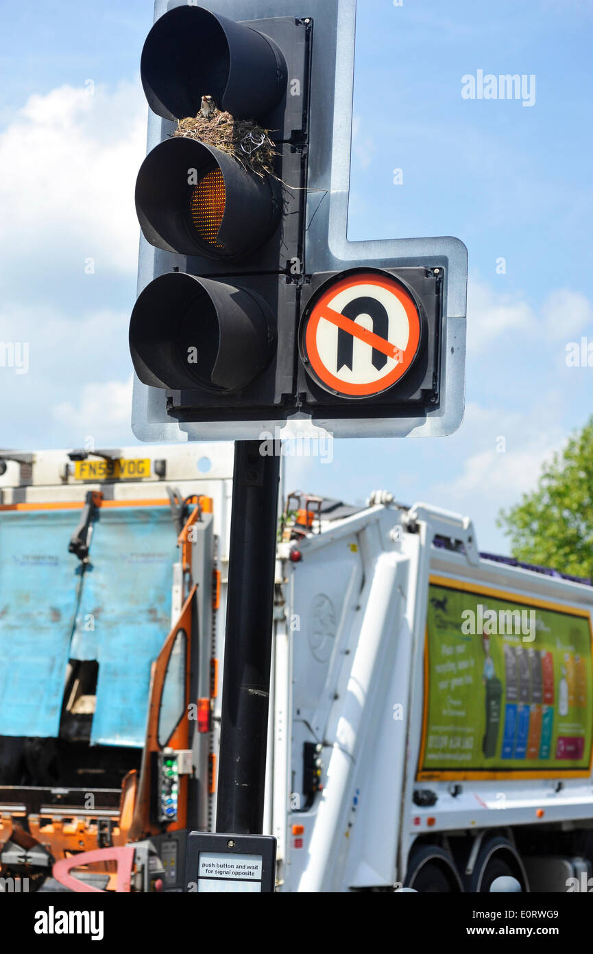 Leicester, Regno Unito. 19 Maggio, 2014. Un Tordo rende home in una serie di semafori in corrispondenza di una giunzione di occupato nella città di Leicester. Credito: ANDRYPHOT/Alamy Live News Foto Stock