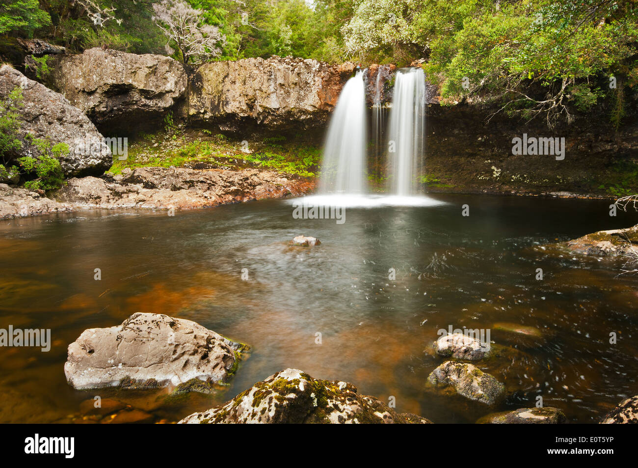 Knyvet cade nel Cradle Mountain National Park. Foto Stock