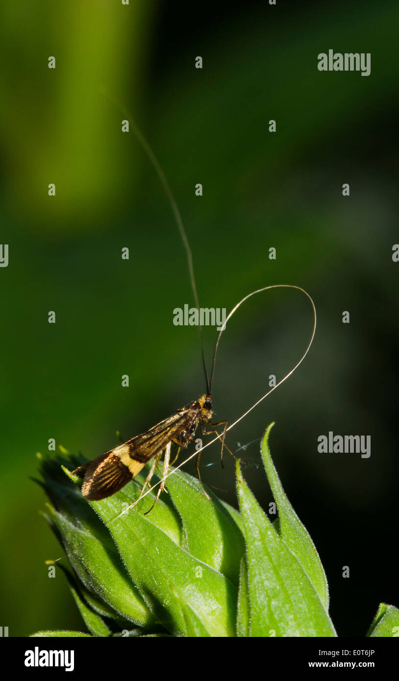 Long-cornuto Micro moth (Nemotois degeerella) di pulizia si tratta di antenna Foto Stock
