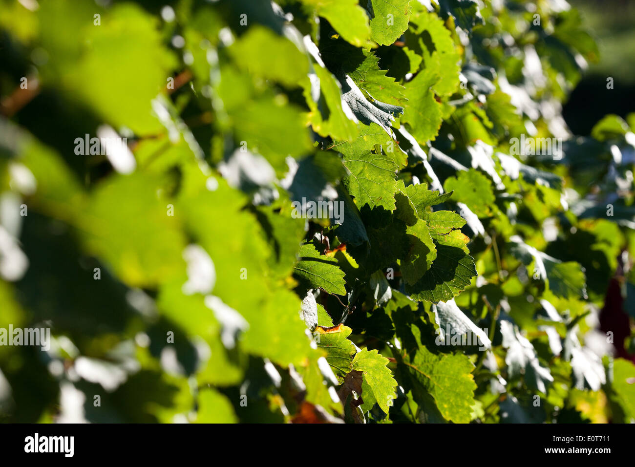 Weinlaub - foglie di vite Foto Stock