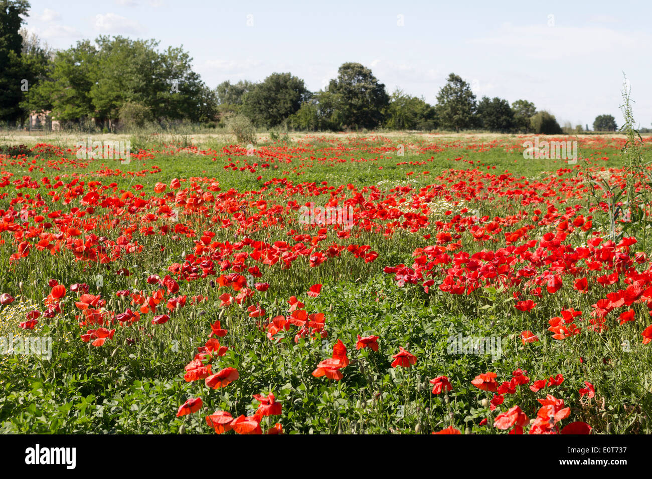 Papaveri rossi su erbe infestanti verdi campi durante la primavera in campagna italiana Foto Stock