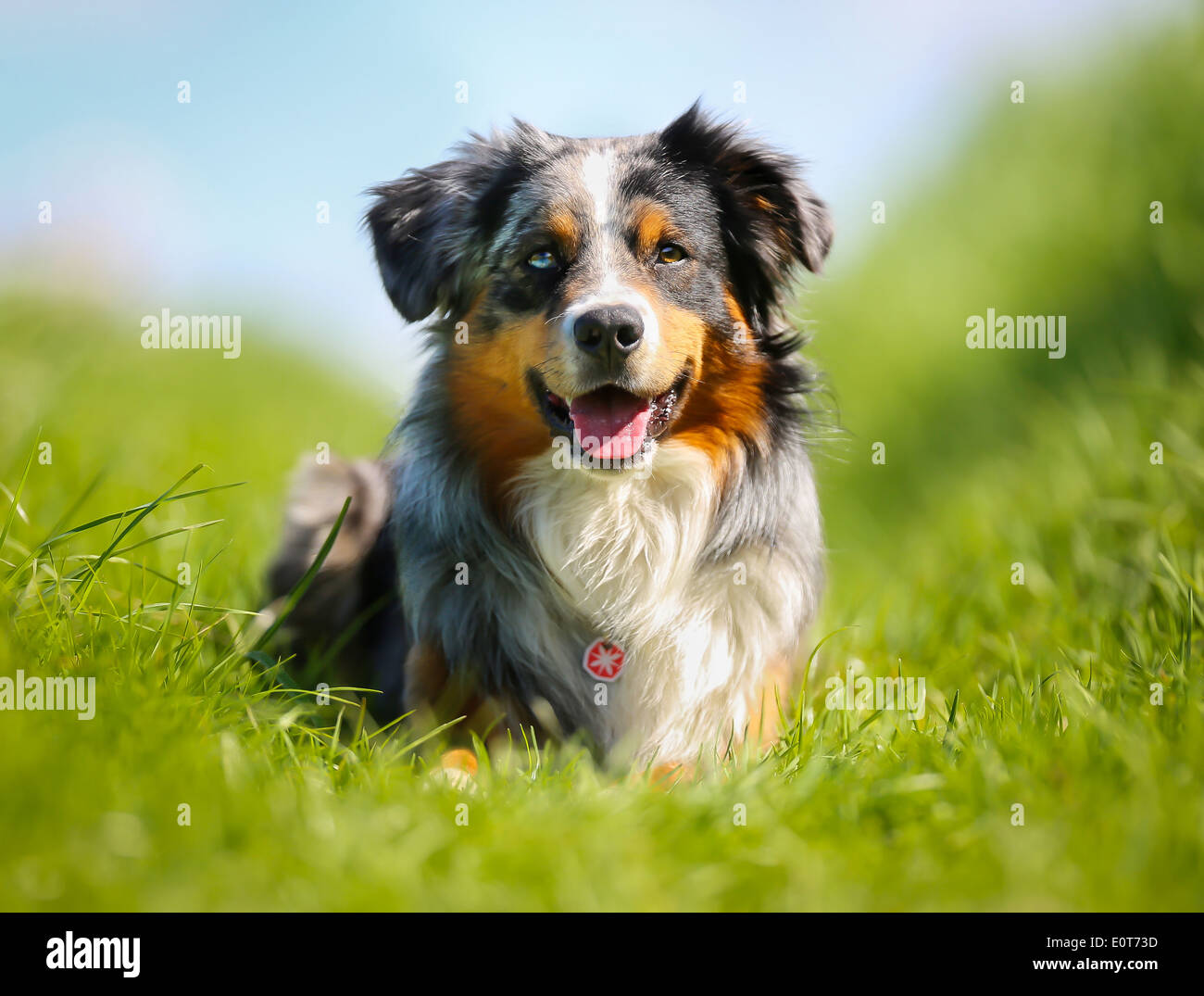 Colpo di cane di razza. Presi al di fuori su una soleggiata giornata estiva. Foto Stock