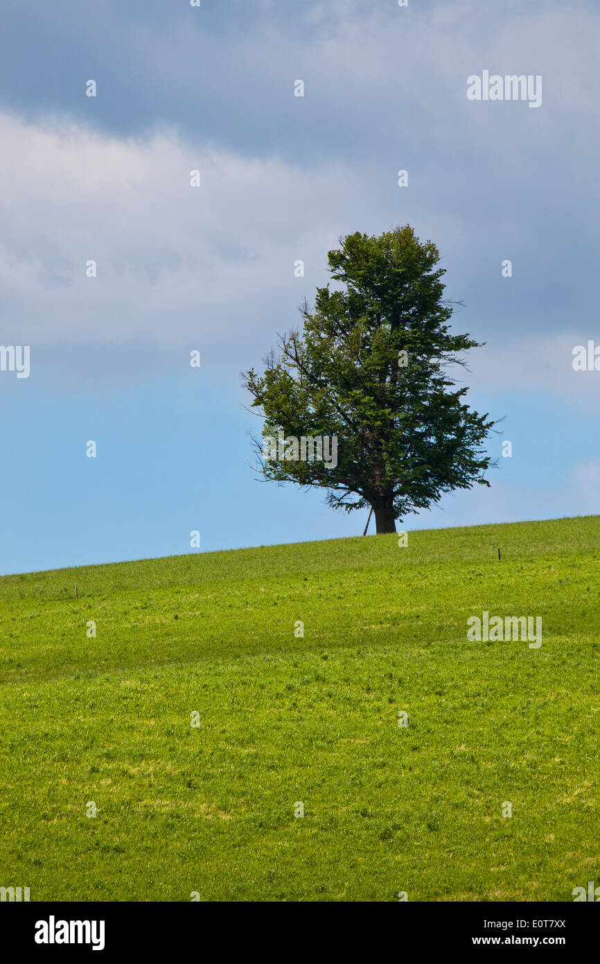 Ein einzelner Baum auf einer Wiese - albero su un prato Foto Stock