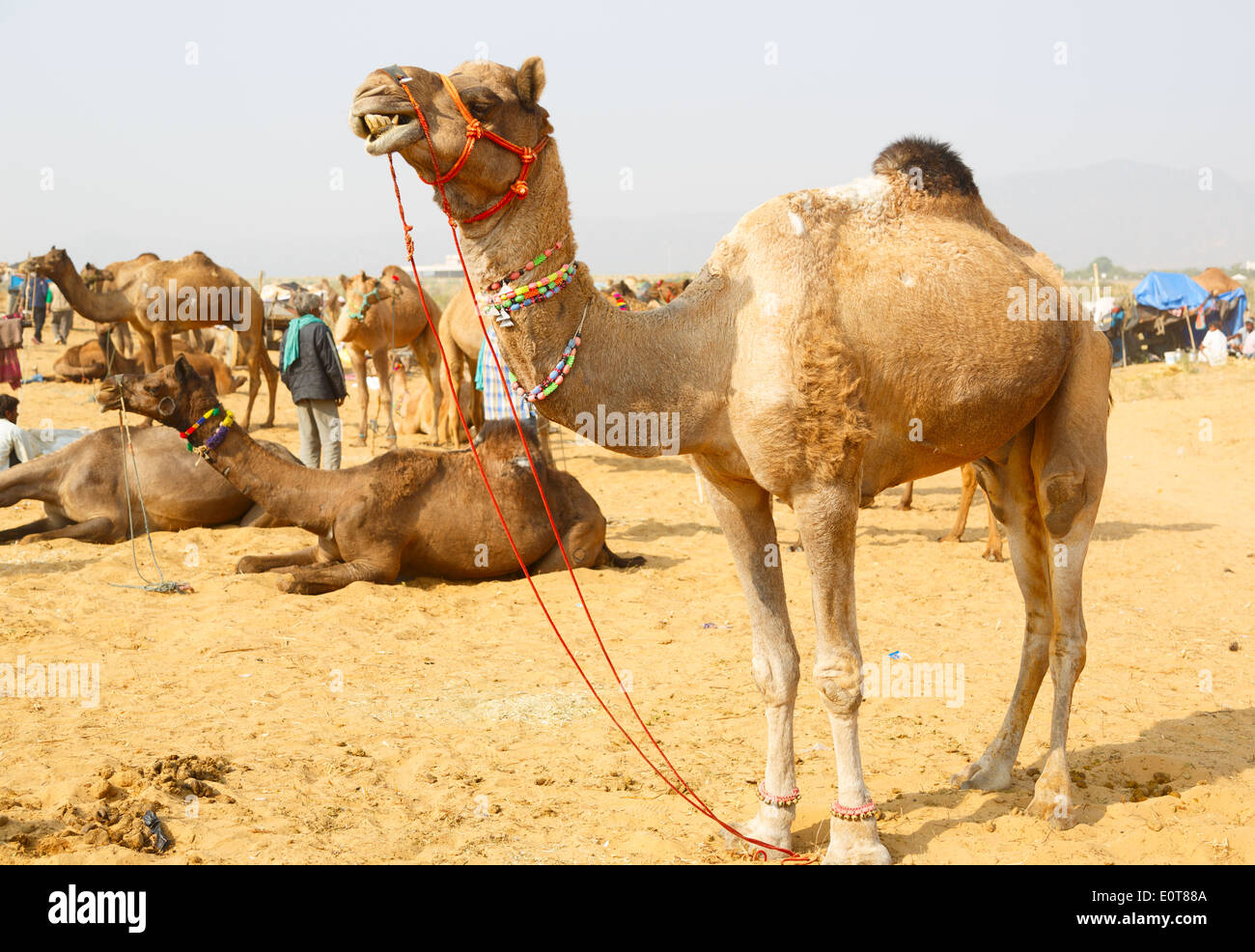 Su migliaia di cammelli decorate presso la Fiera di Pushkar che si tiene ogni anno nel mese di novembre in Rajasthan. Foto Stock