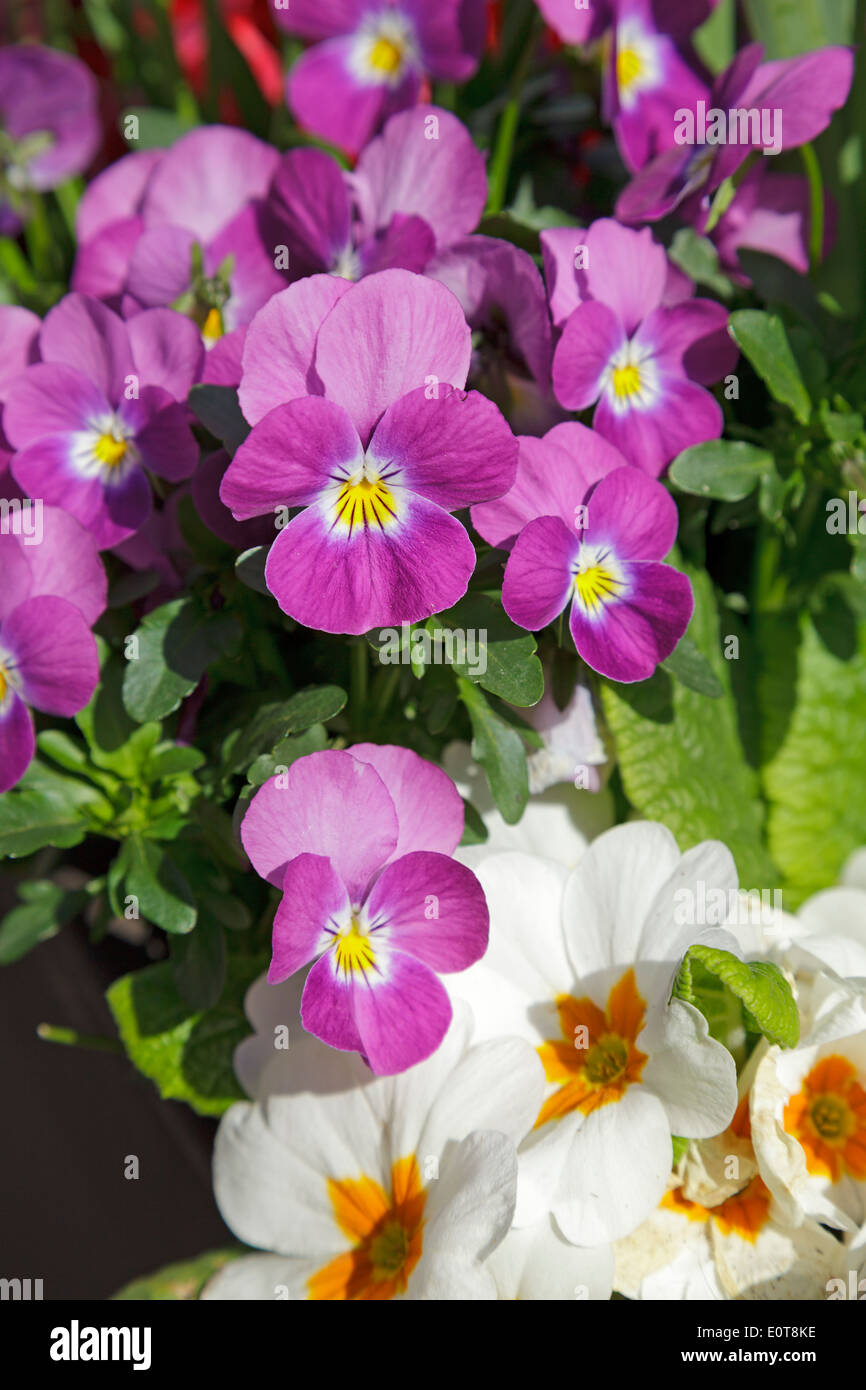Cornuto pansy (Viola cornuta) e primule (Primula) Foto Stock