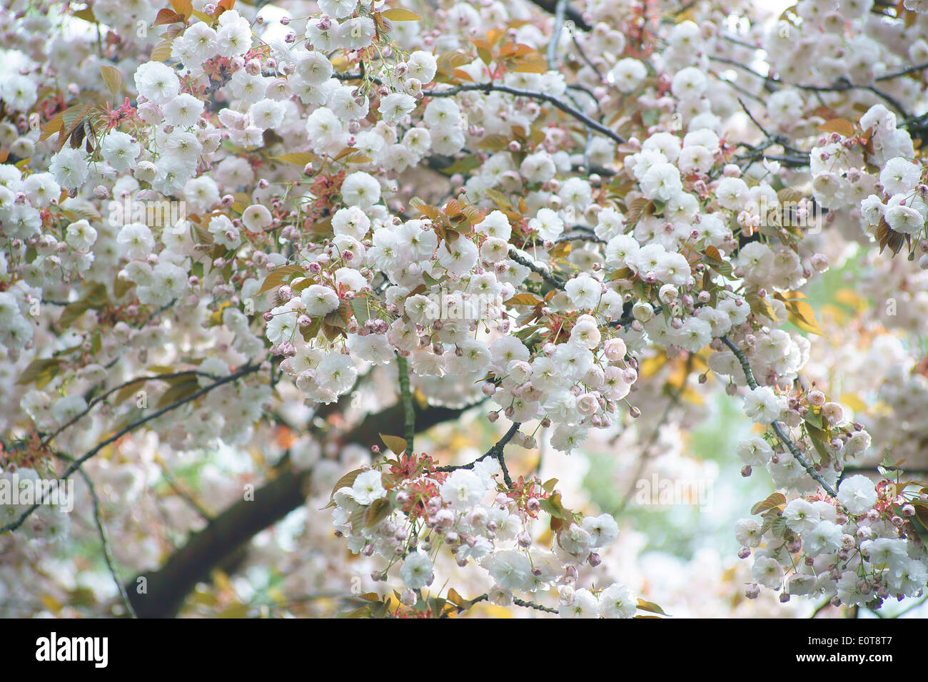 Ciliegio ornamentale tree blossom Foto Stock