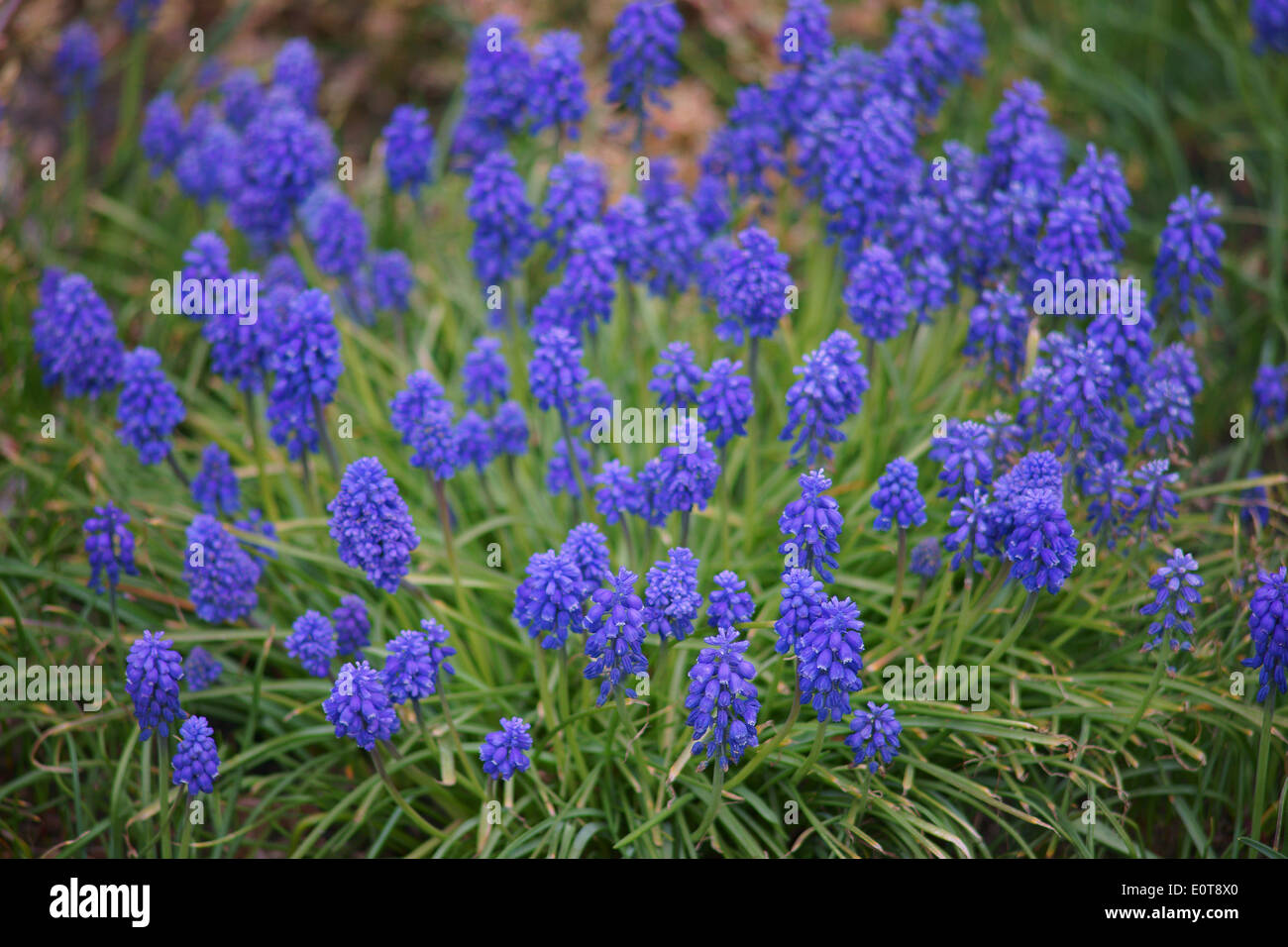 Uva blu giacinti fiori in cluster Muscari armeniaca Foto Stock