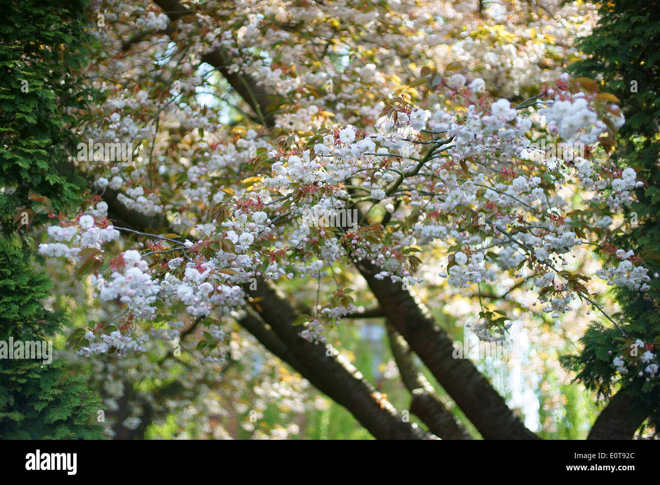 Ciliegio ornamentale tree blossom Foto Stock