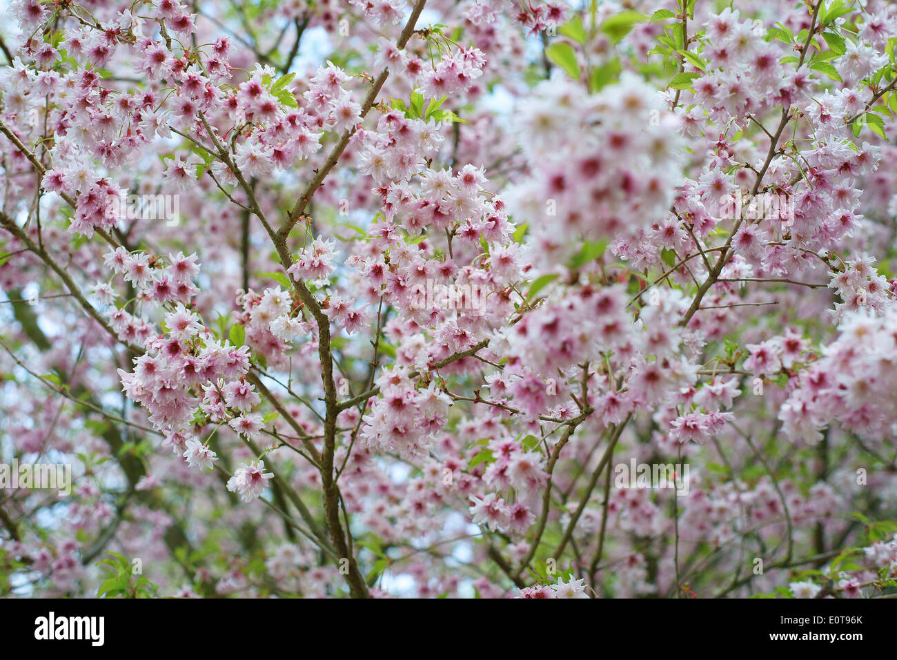 Ciliegio ornamentale tree blossom Foto Stock