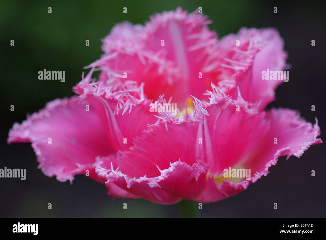 Pink tulip con frastagliate cerchi di petalo close up Foto Stock