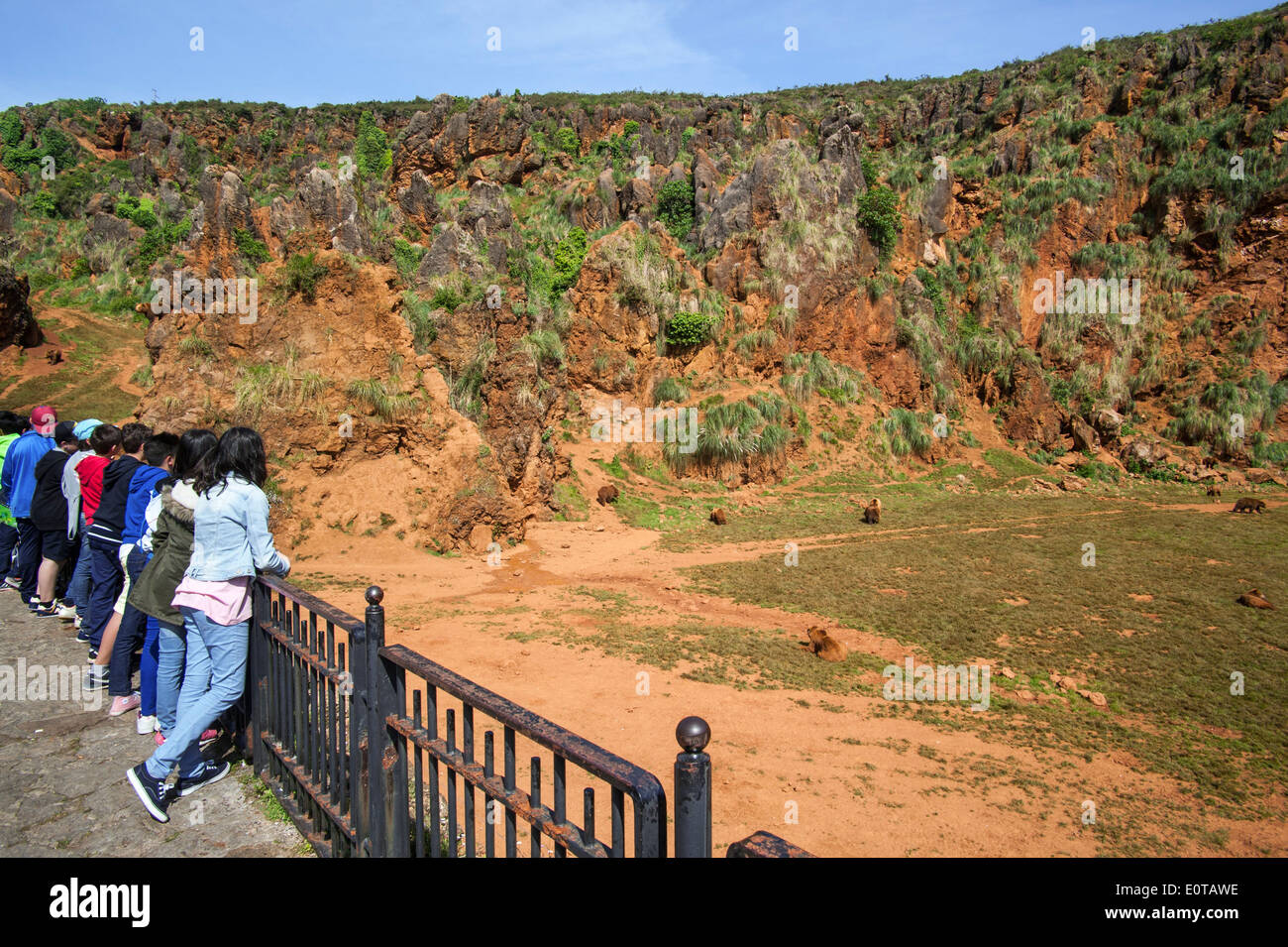 La scuola dei bambini la visione di orsi bruni al Cabarceno parco naturale, Penagos Cantabria, SPAGNA Foto Stock