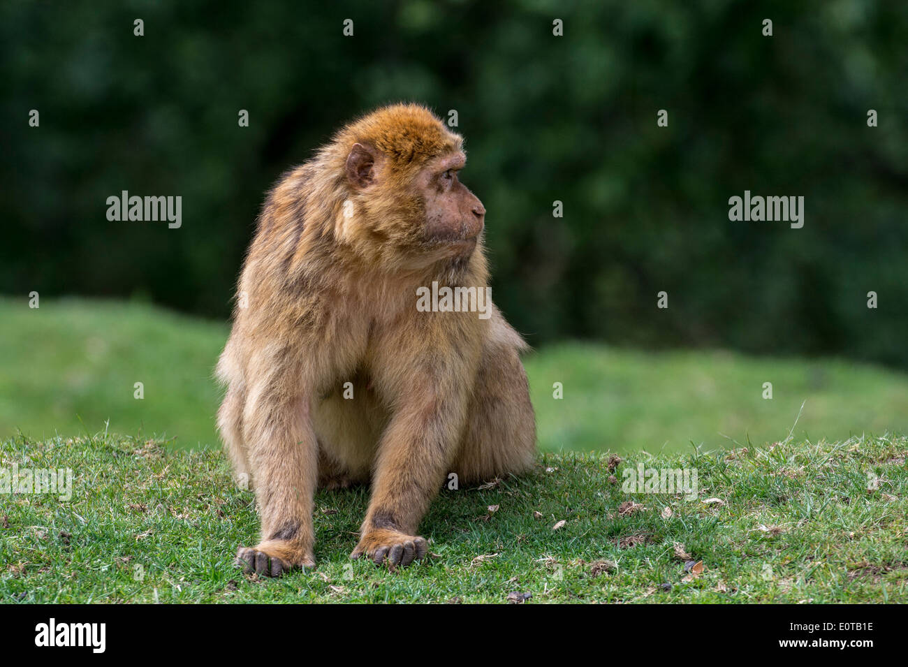Barbary macaque / Barberia ape / magot (Macaca sylvanus) specie di scimmia nativa per il Nord Africa e Gibilterra Foto Stock
