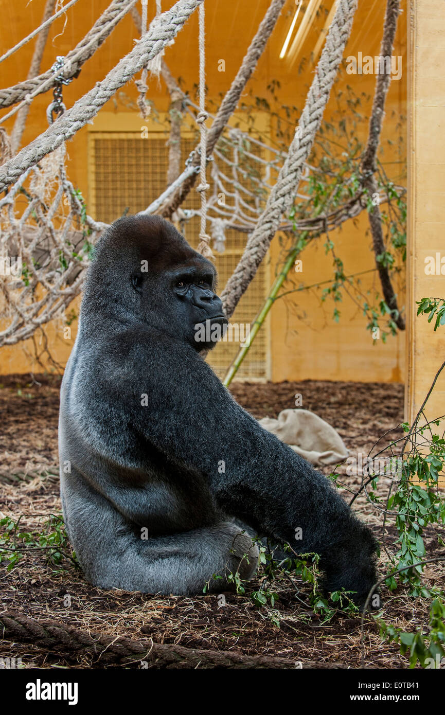 Western pianura gorilla silverback seduta maschio all'interno del contenitore interno di Cabarceno Park Cantabria, SPAGNA Foto Stock