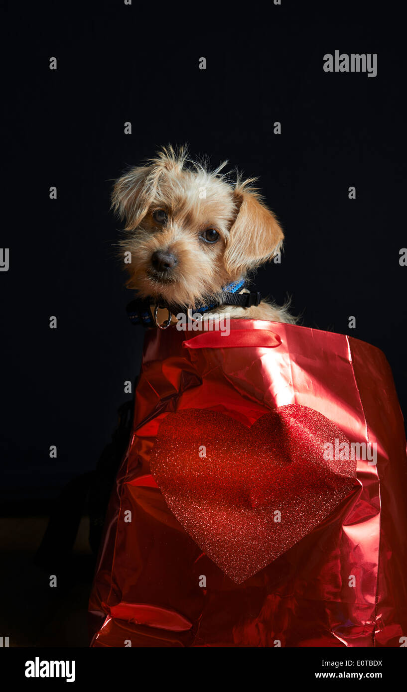 Cucciolo seduto in un cuore rosso borsa con uno sfondo nero tan cane Foto Stock