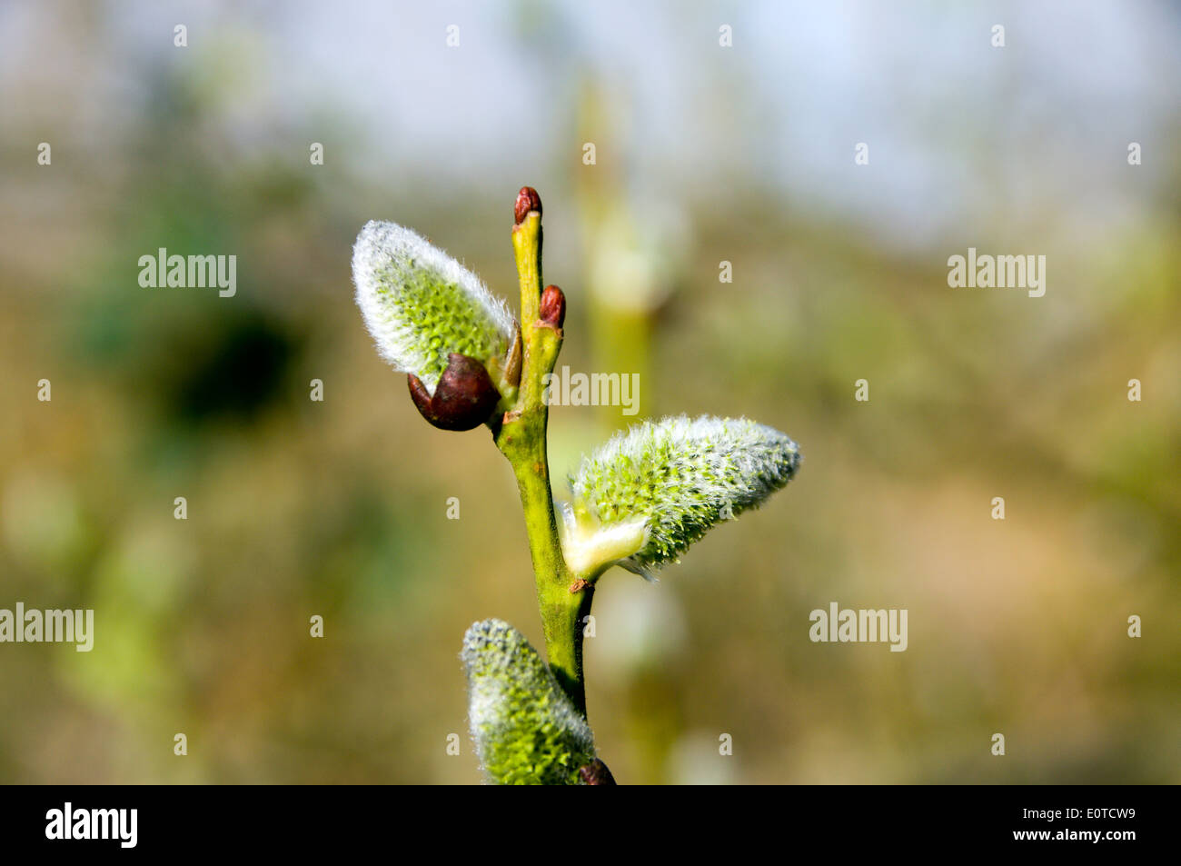 Salice maschio amenti (Salix) Foto Stock