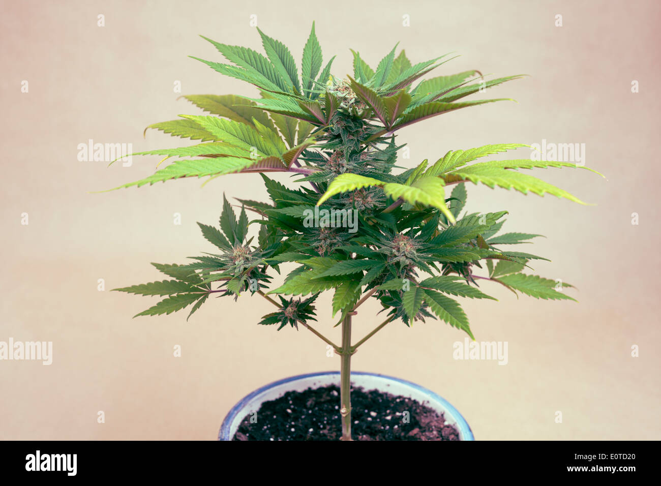 La cannabis pianta femmina in vaso, Indica ibrido dominante nella fase di fioritura. Foto Stock