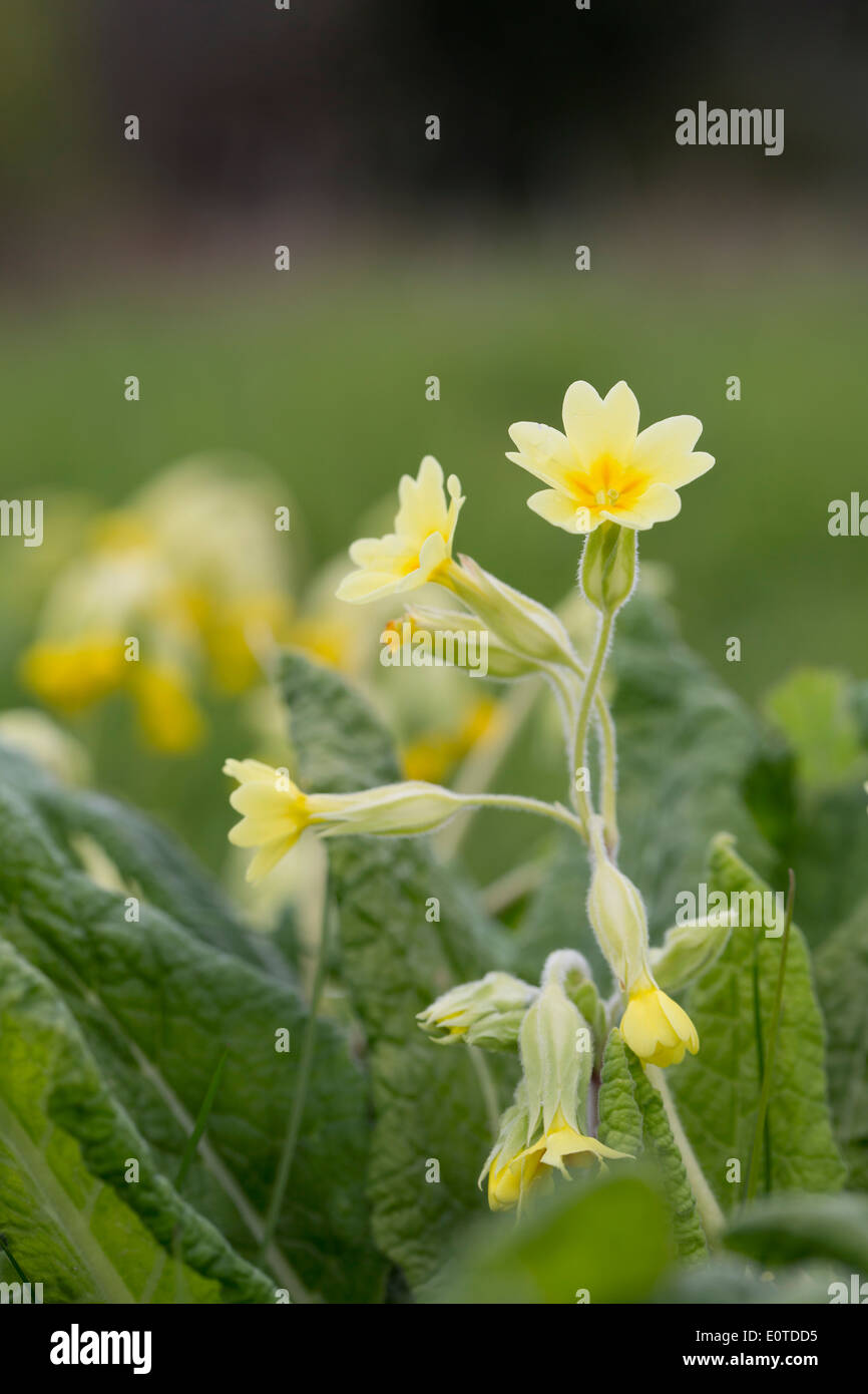 Cowslip Primrose Hybrid; la molla; Cornovaglia; Regno Unito Foto Stock