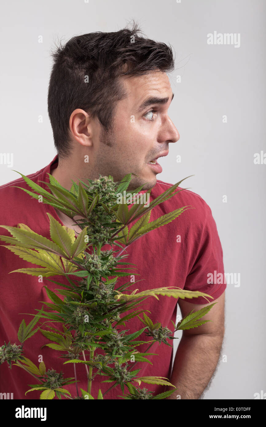 Ritratto di paura uomo con pianta di cannabis. Foto Stock