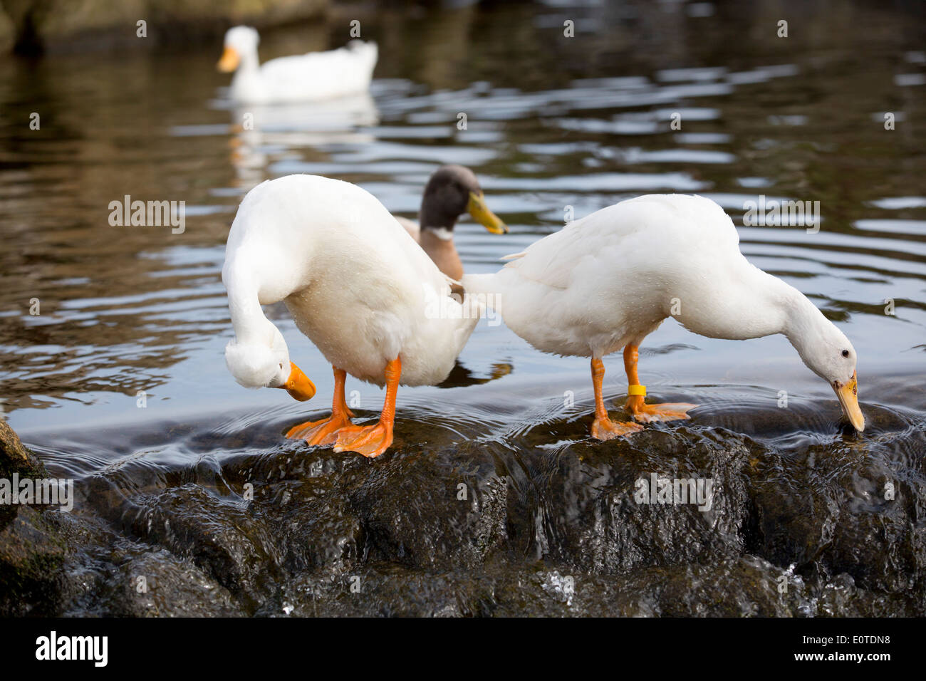 Anatre; addomesticati; Land's End; Regno Unito Foto Stock