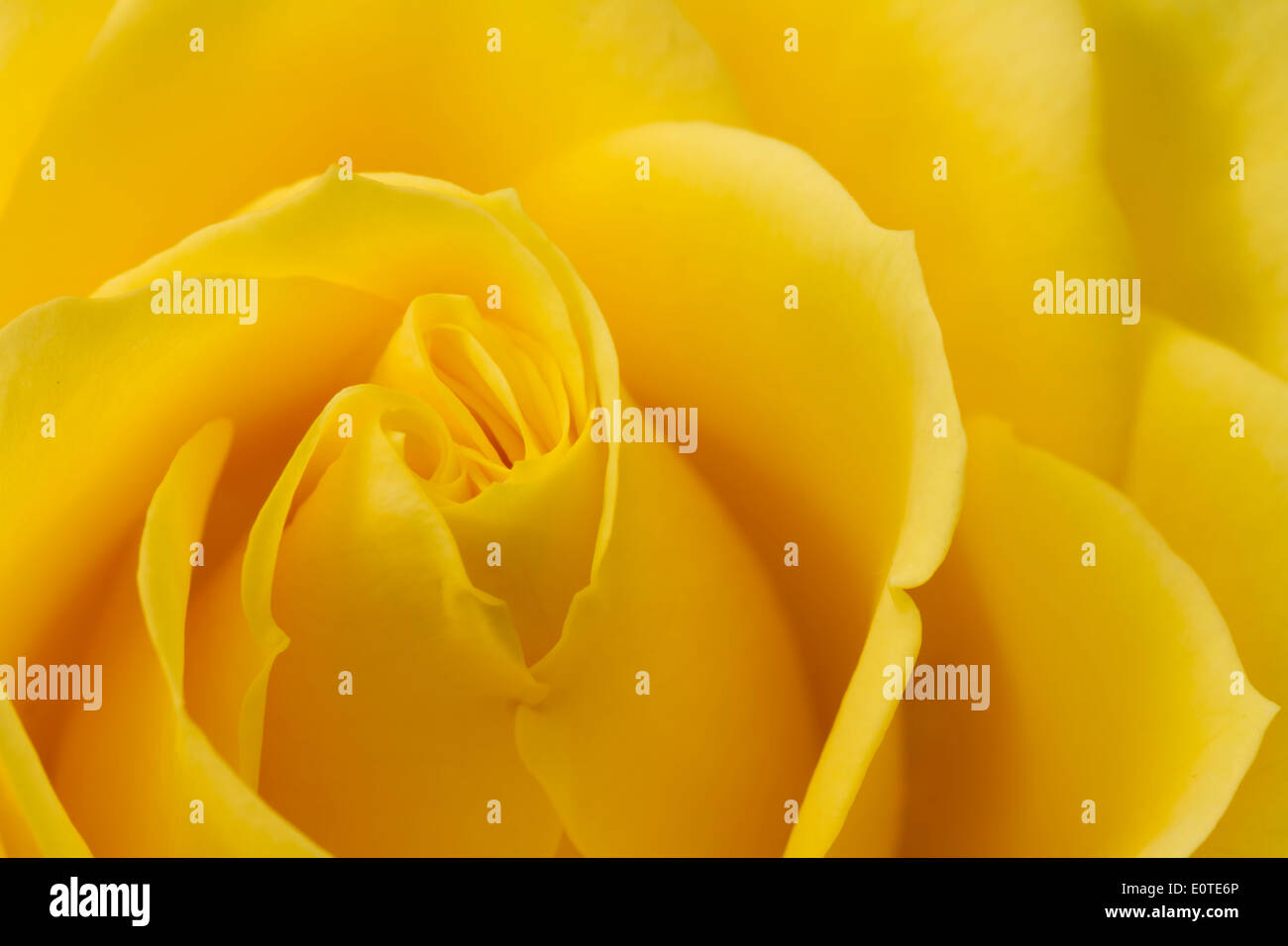 Chiudere l immagine della rosa gialla Foto Stock