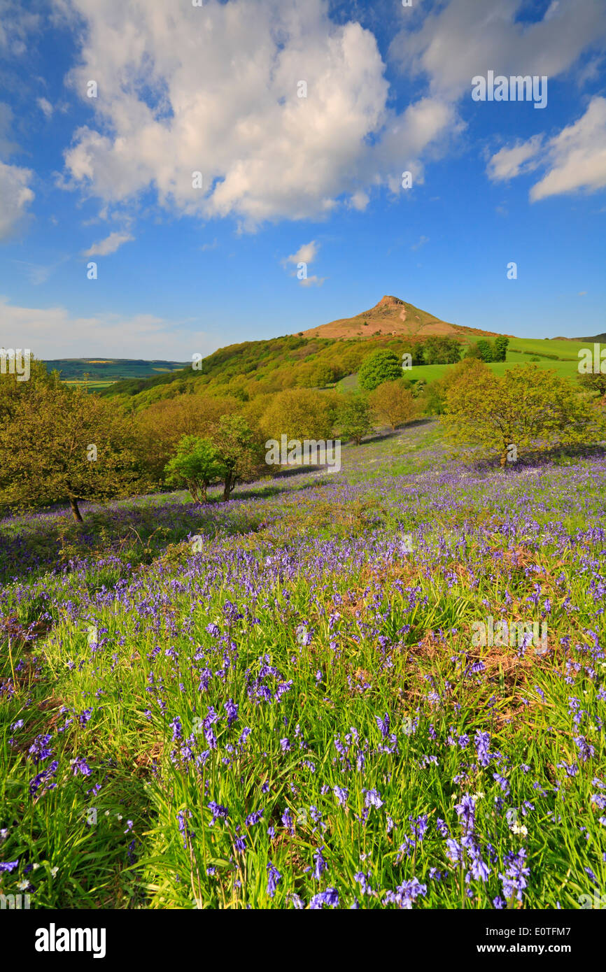 Roseberry Topping e bluebells in legno di Newton, North Yorkshire, North York Moors National Park, England, Regno Unito Foto Stock