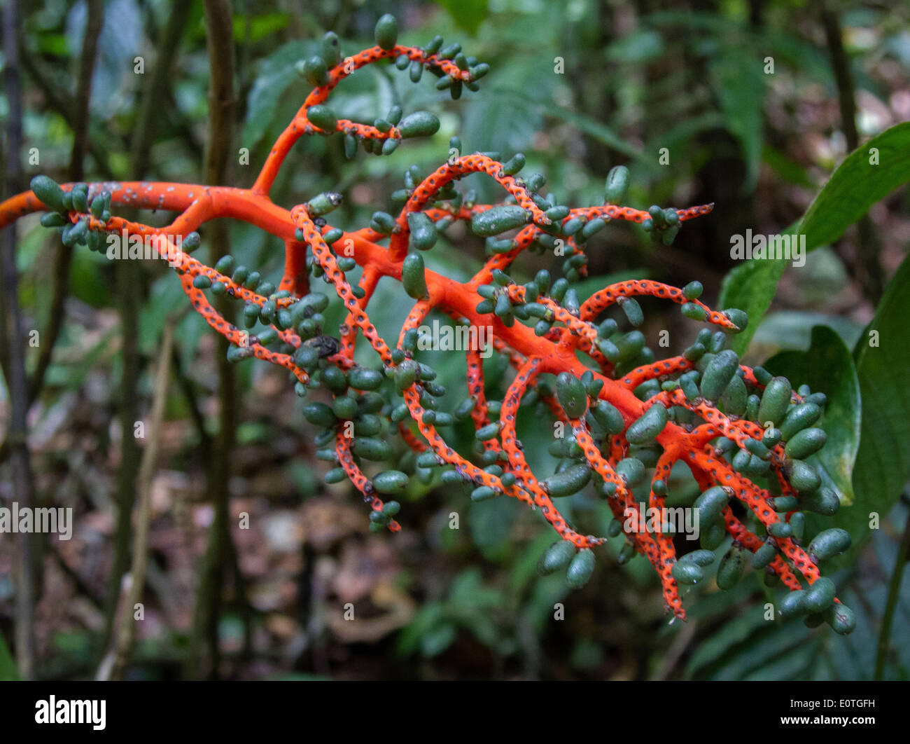 Palm tree frutti con corallo rosso deriva - Monteverde Cloud Forest Costa Rica Foto Stock