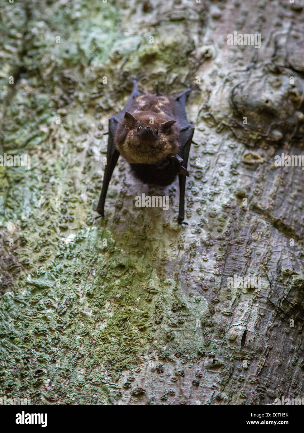 Bat appesi da corteccia all'interno di un albero cavo nel Parco Nazionale di Corcovado in Costa Rica Foto Stock