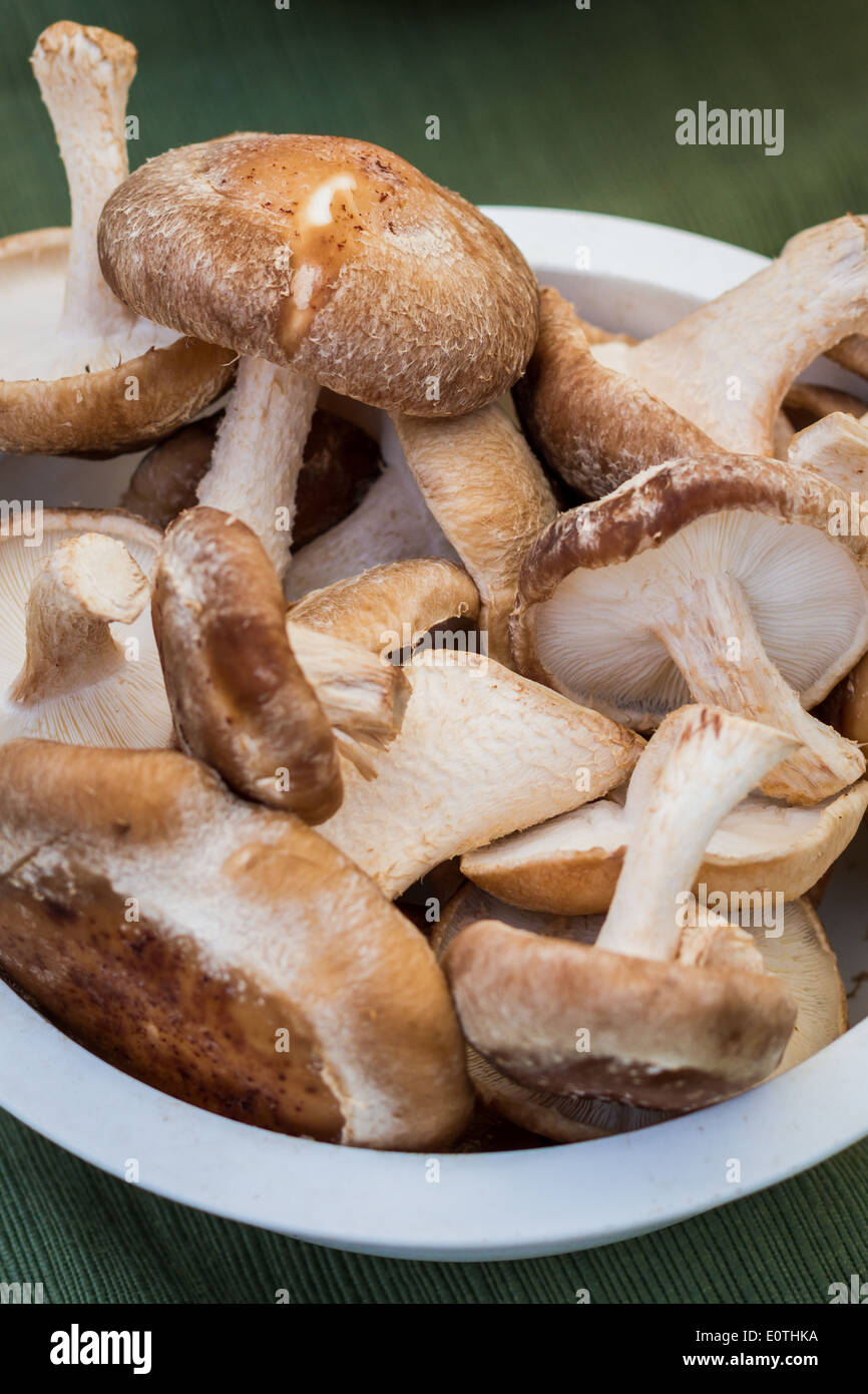 Fresche raccolte a mano funghi shiitake in vendita presso il locale mercato degli agricoltori Foto Stock