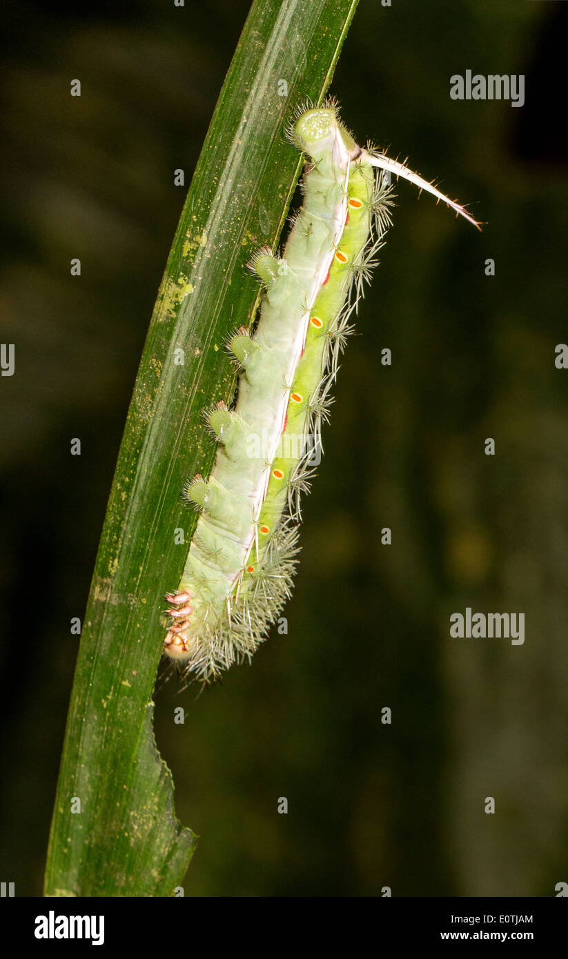 Corazzate Fearsomely Caterpillar coperto di spine con una lunga coda di alimentazione di picco su una foglia nella foresta pluviale del Costa Rica Foto Stock