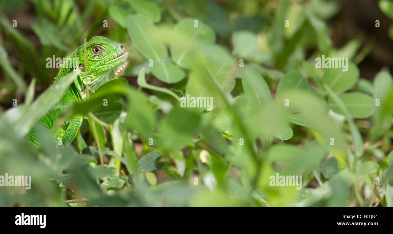 Verde giovane - Iguana Iguana iguana - mimetizzati fra il suo fresco verde piante alimentari nella penisola di Osa Costa Rica Foto Stock