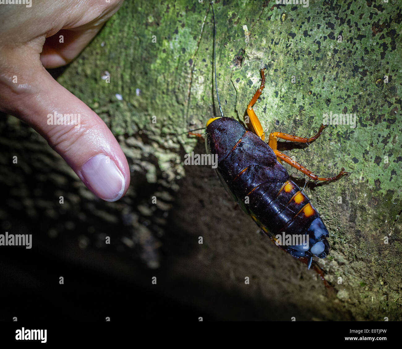Colorato scarafaggio gigante accanto a una donna di pollice - notte foresta pluviale Sarapiqui Costa Rica Foto Stock