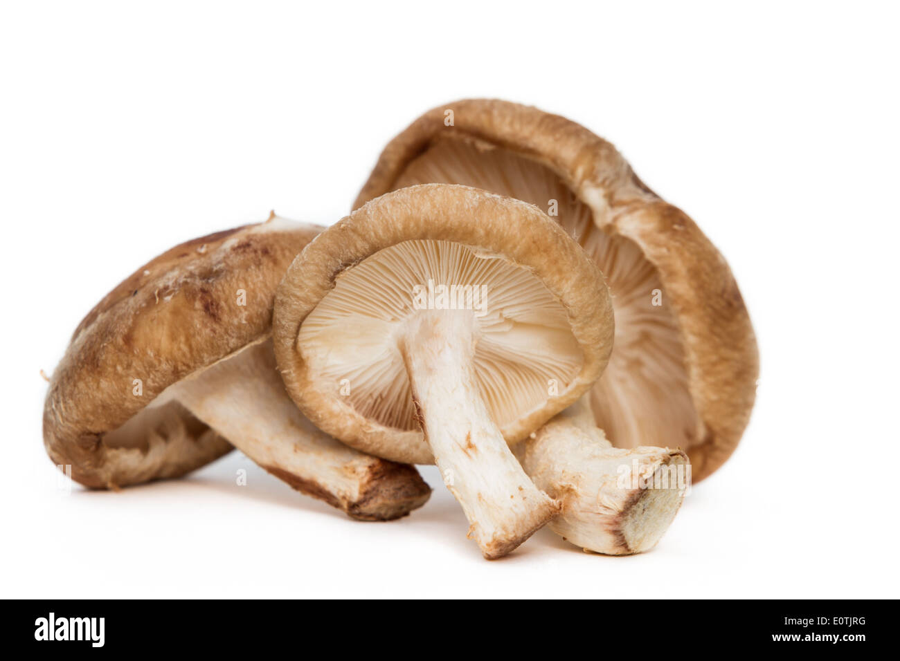 Tre wild funghi shiitake isolato su uno sfondo bianco Foto Stock