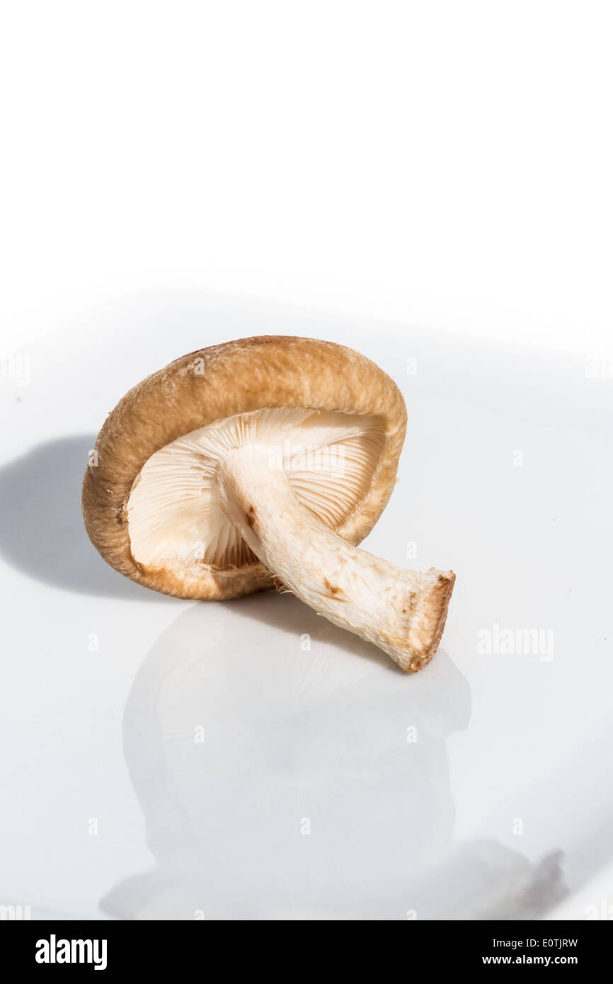 Wild Funghi Shitake isolato su uno sfondo bianco Foto Stock