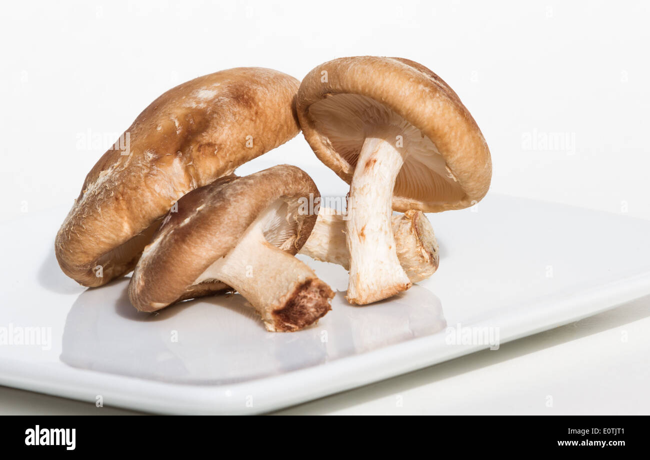 Tre wild funghi shiitake isolato su uno sfondo bianco Foto Stock