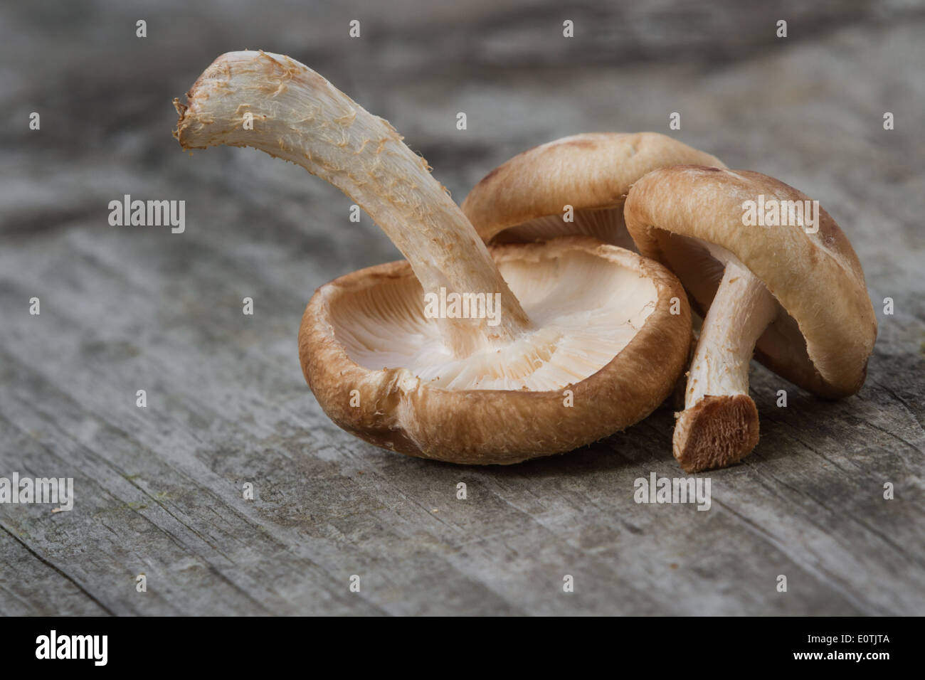 Wild funghi shiitake su un vecchio tavolo di legno sfondo Foto Stock