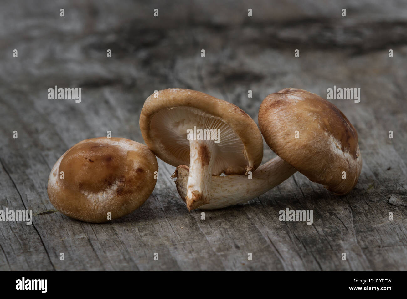 Wild funghi shiitake su un vecchio tavolo di legno sfondo Foto Stock