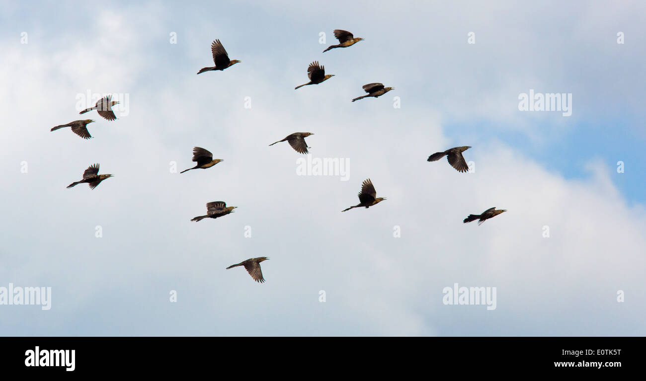 Gregge di grande Tailed Grackles Quiscalus mexicanus in volo sopra il Parco Nazionale di Corcovado sulla penisola di Osa Costa Rica Foto Stock