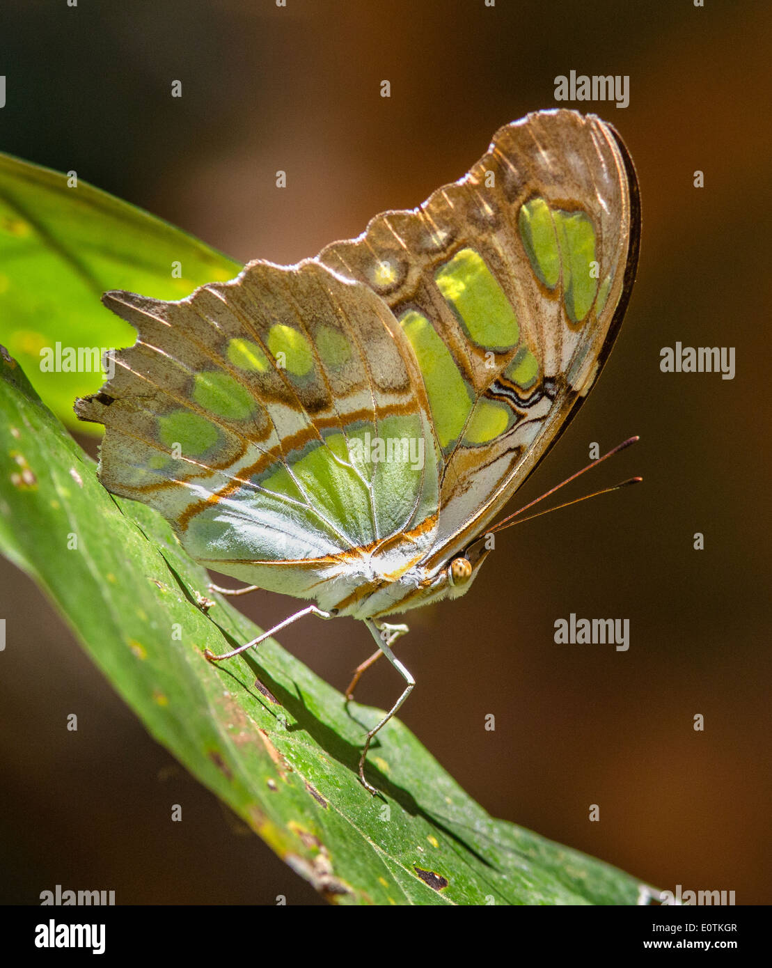 Malachite Butterfly Siproeta stelenes sotto Costa Rica Cabo Blanco riserva Foto Stock