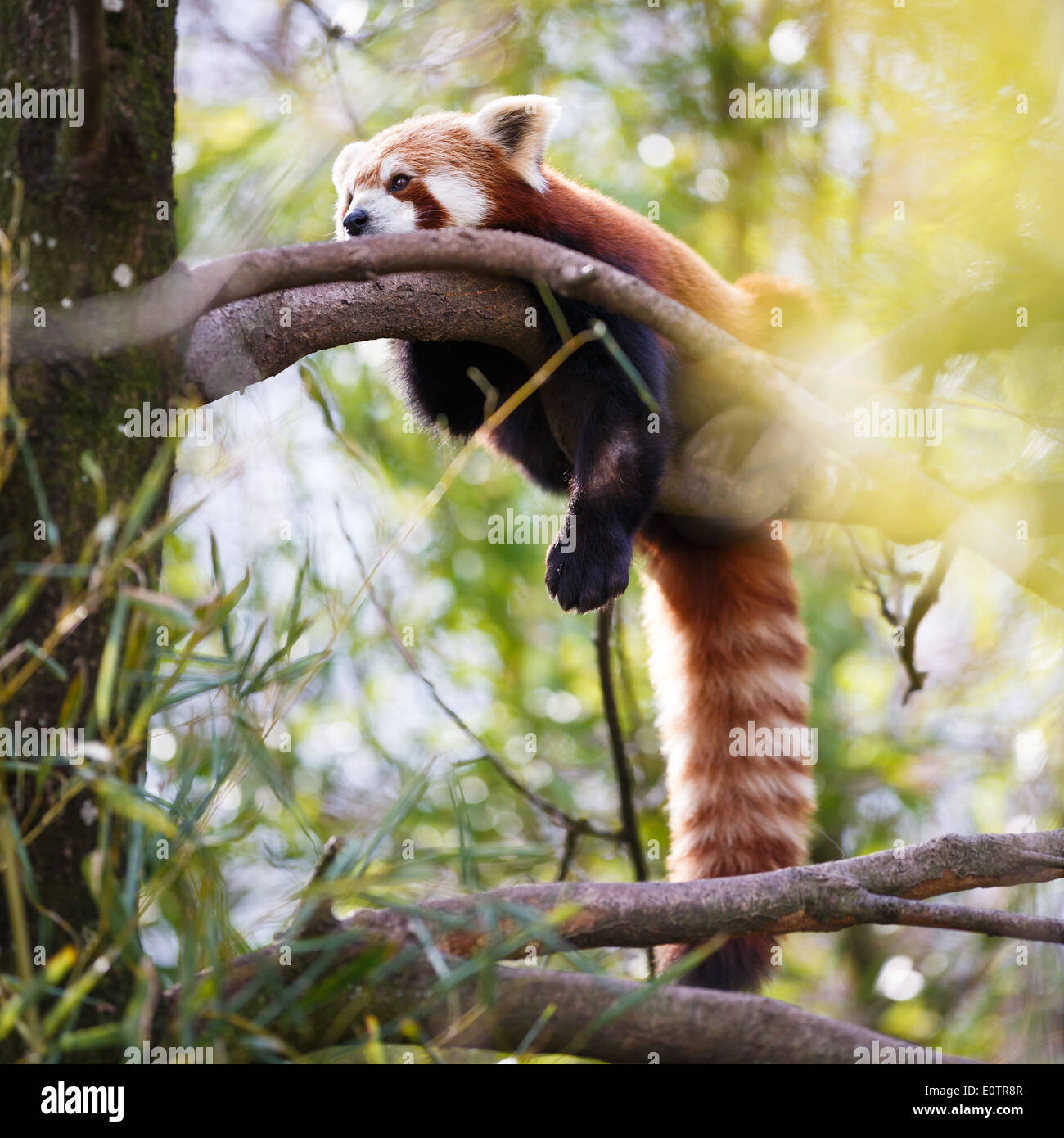 Panda rosso (Ailurus fulgens, lit. 'Shining cat') Foto Stock