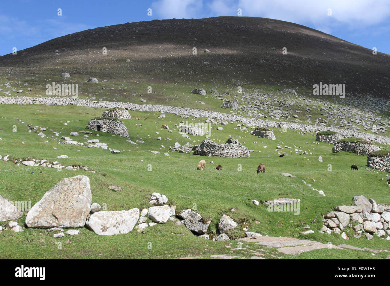 Pecore soay e cleits hirta st Kilda Scozia maggio 2014 Foto Stock