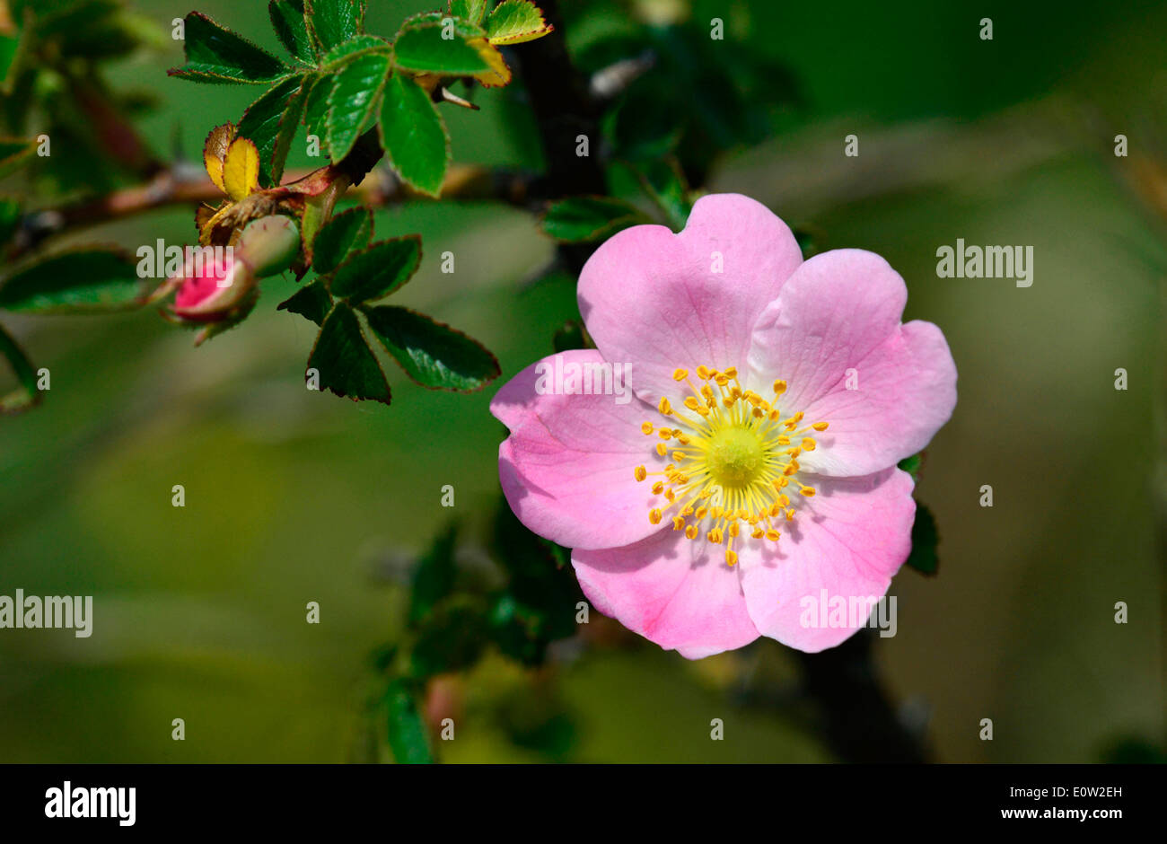 Piccolo fiore Sweet-Briar (Rosa micrantha). Fiore e ramoscello, Germania Foto Stock