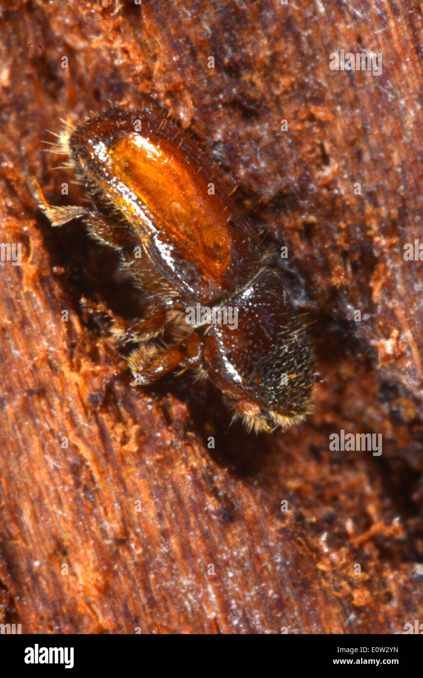 Sei-dentated bostrico (Pityogenes chalcographus), beetle nel tunnel. Germania Foto Stock