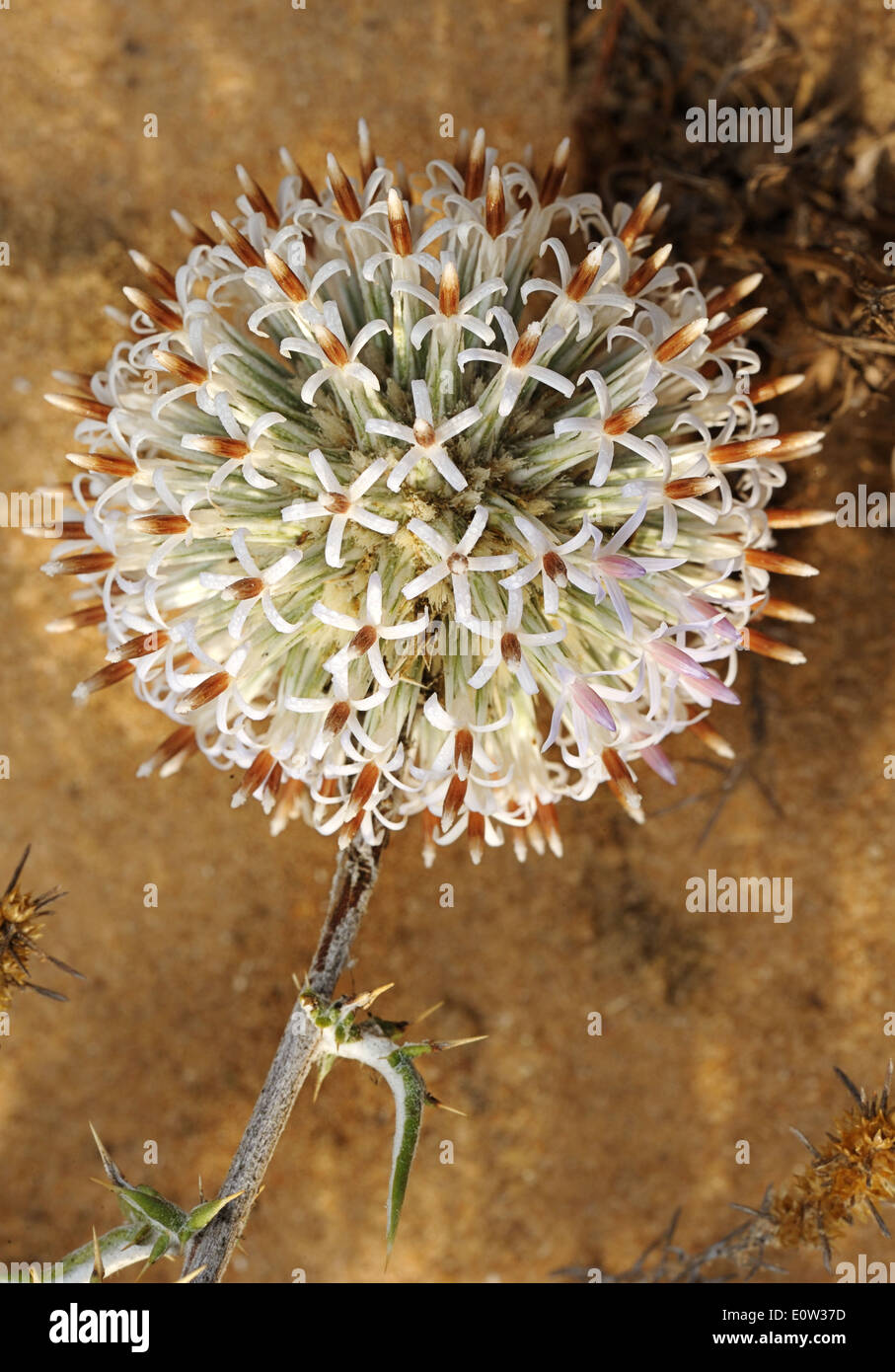 Impianto coccolone, grande fiore globulare nel maggio, Israele Foto Stock