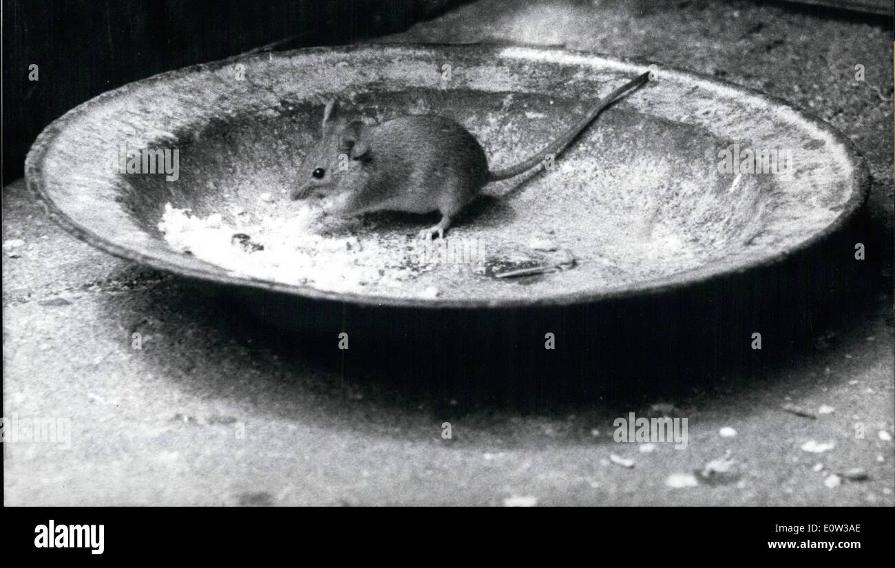 Mar 03, 1961 - Il mouse Prima colazione: c'era una volta un topo seduto nella sua casa, essa non osava uscire per esso sentito il gatto gridare. Ma la fame è stata così grande e il ripetere appariva così bello che il mouse pensato che il destino di tutti i poveri piccoli topi. Esso wen fuori per la coppa e il gatto era un cameramant. Foto Stock